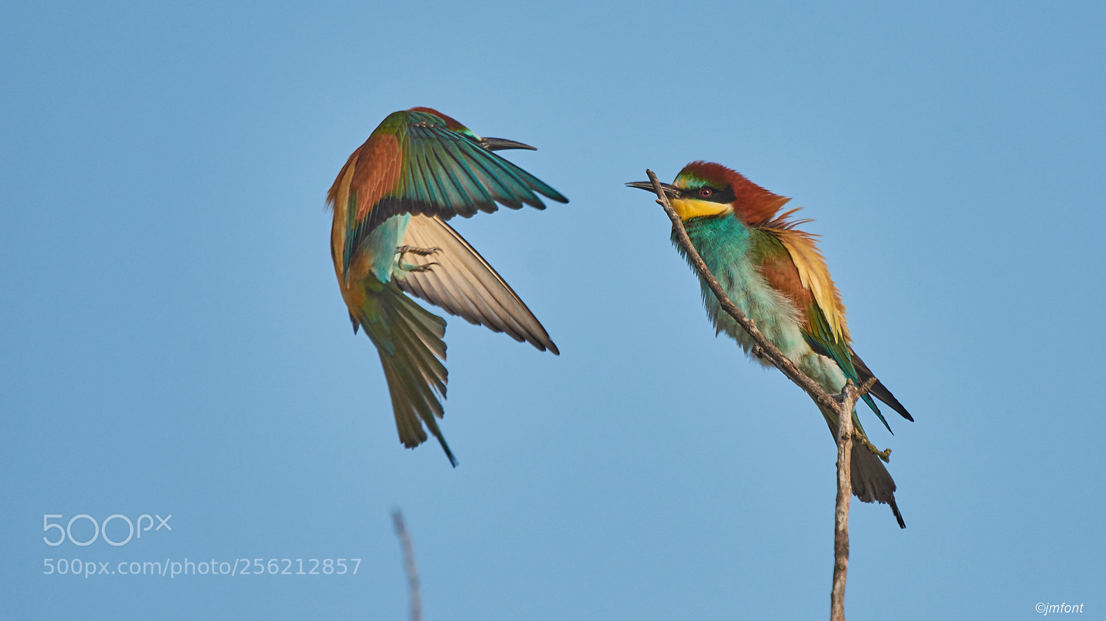 Nikon D7200 sample photo. Merops apiaster photography
