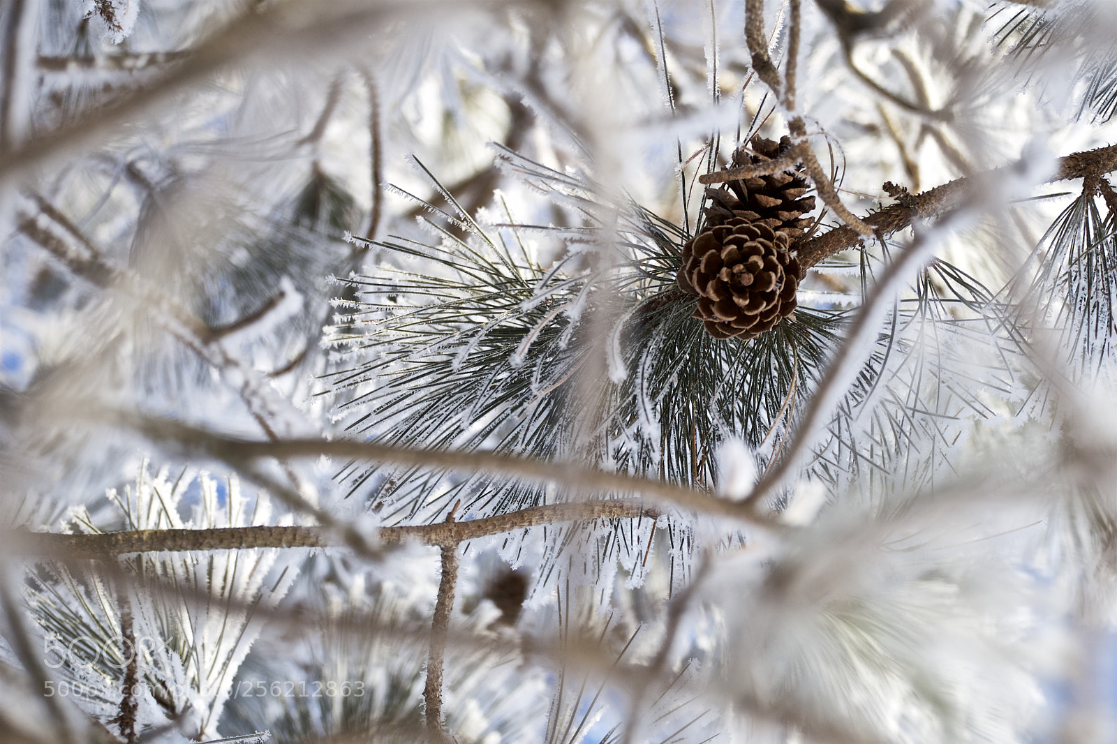 Canon EOS 6D sample photo. Pine cone photography