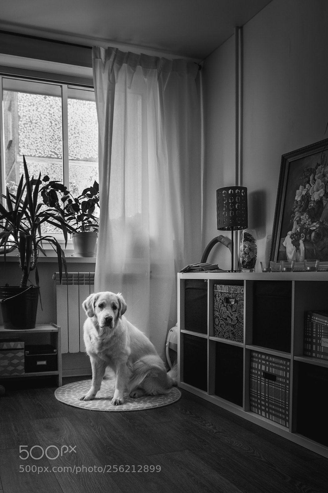 Sony a6000 sample photo. Dog on carpet photography