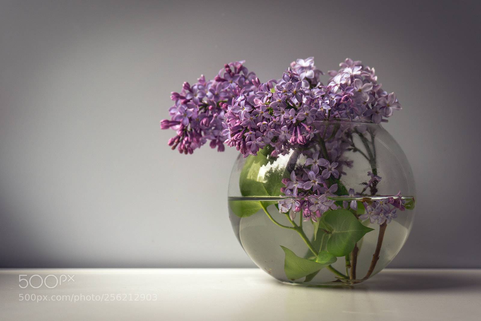 Sony a6000 sample photo. Morning lilac photography