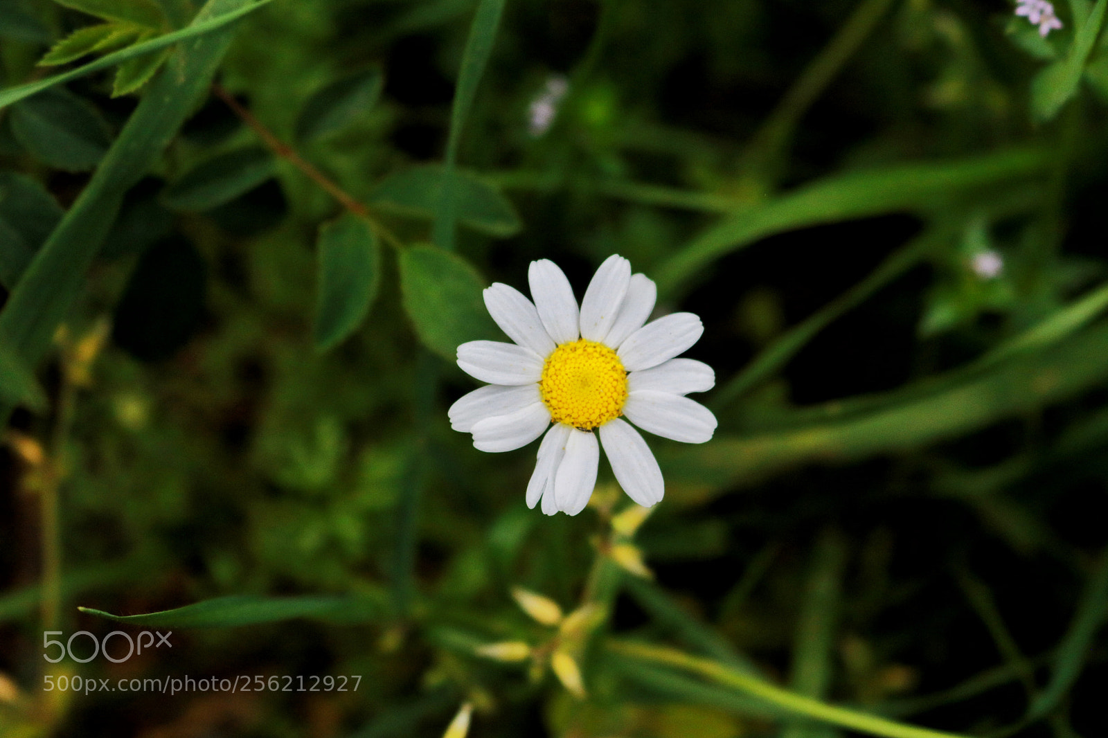 Canon EOS 750D (EOS Rebel T6i / EOS Kiss X8i) sample photo. Untitled photography