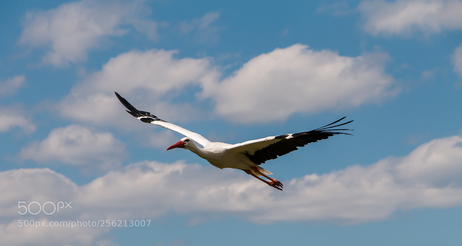 Canon EOS 70D sample photo. Flying high photography