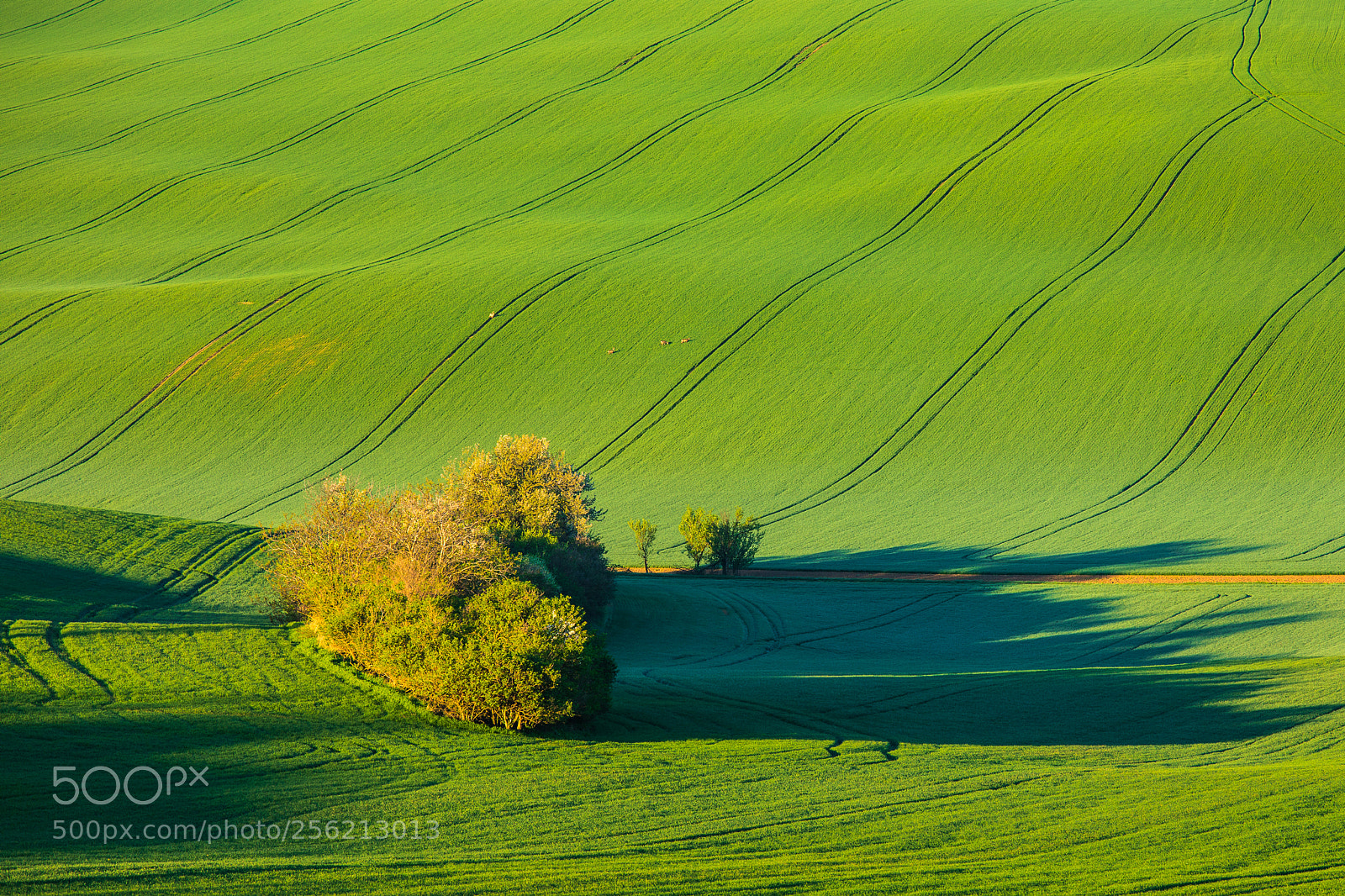 Canon EOS 5D Mark IV sample photo. Moravian tuscany photography