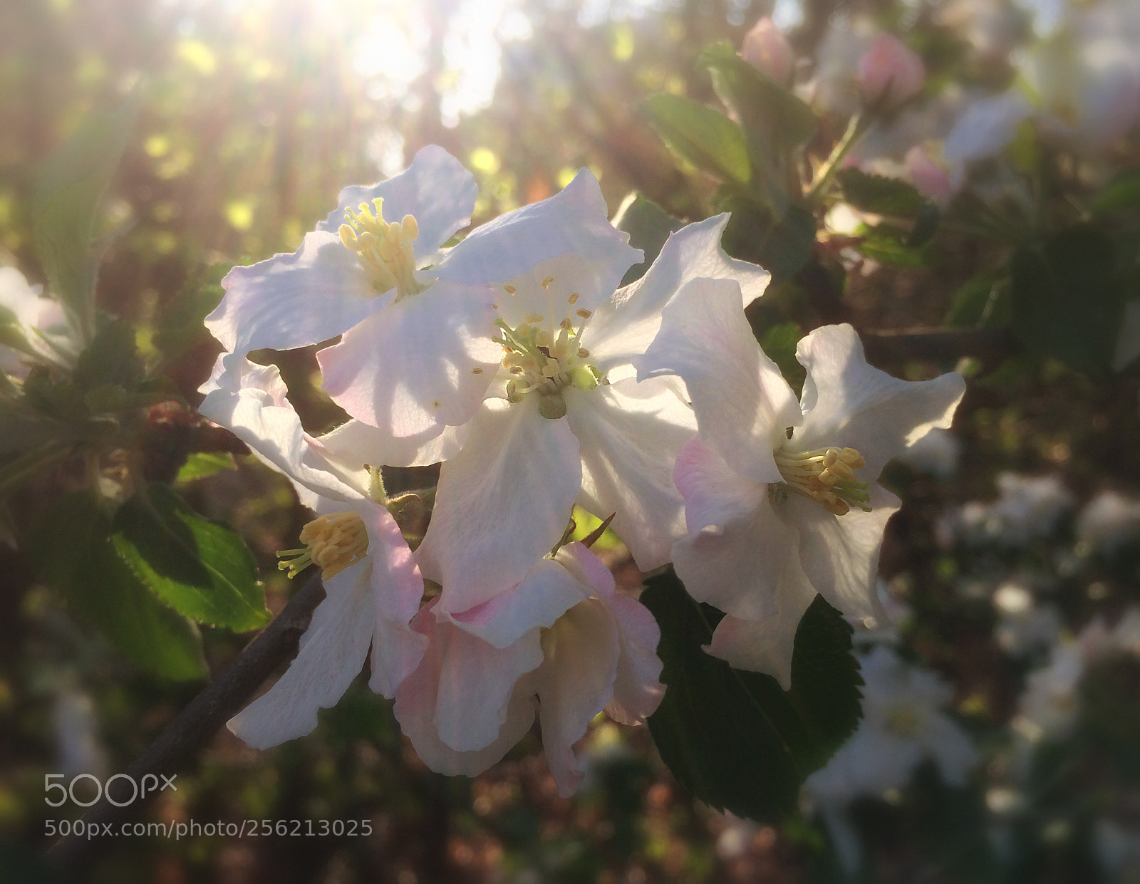 Apple iPhone 5s sample photo. Spring is in the photography
