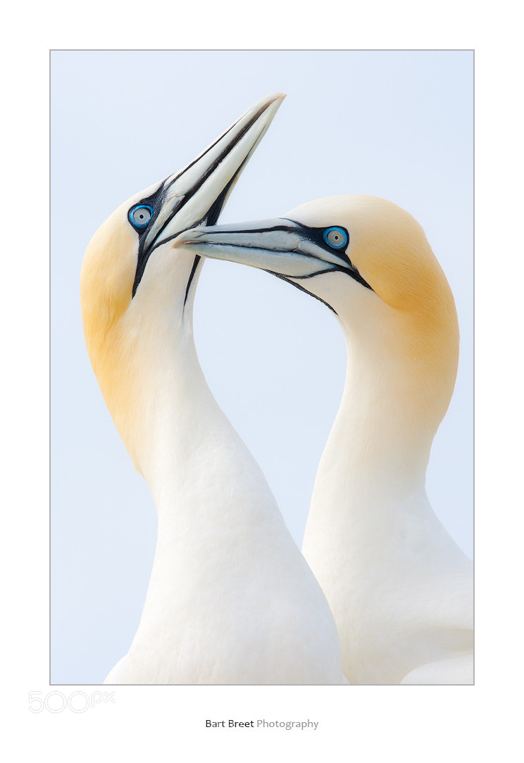 Canon EOS-1D Mark III sample photo. Northern gannets (morus bassanus) photography