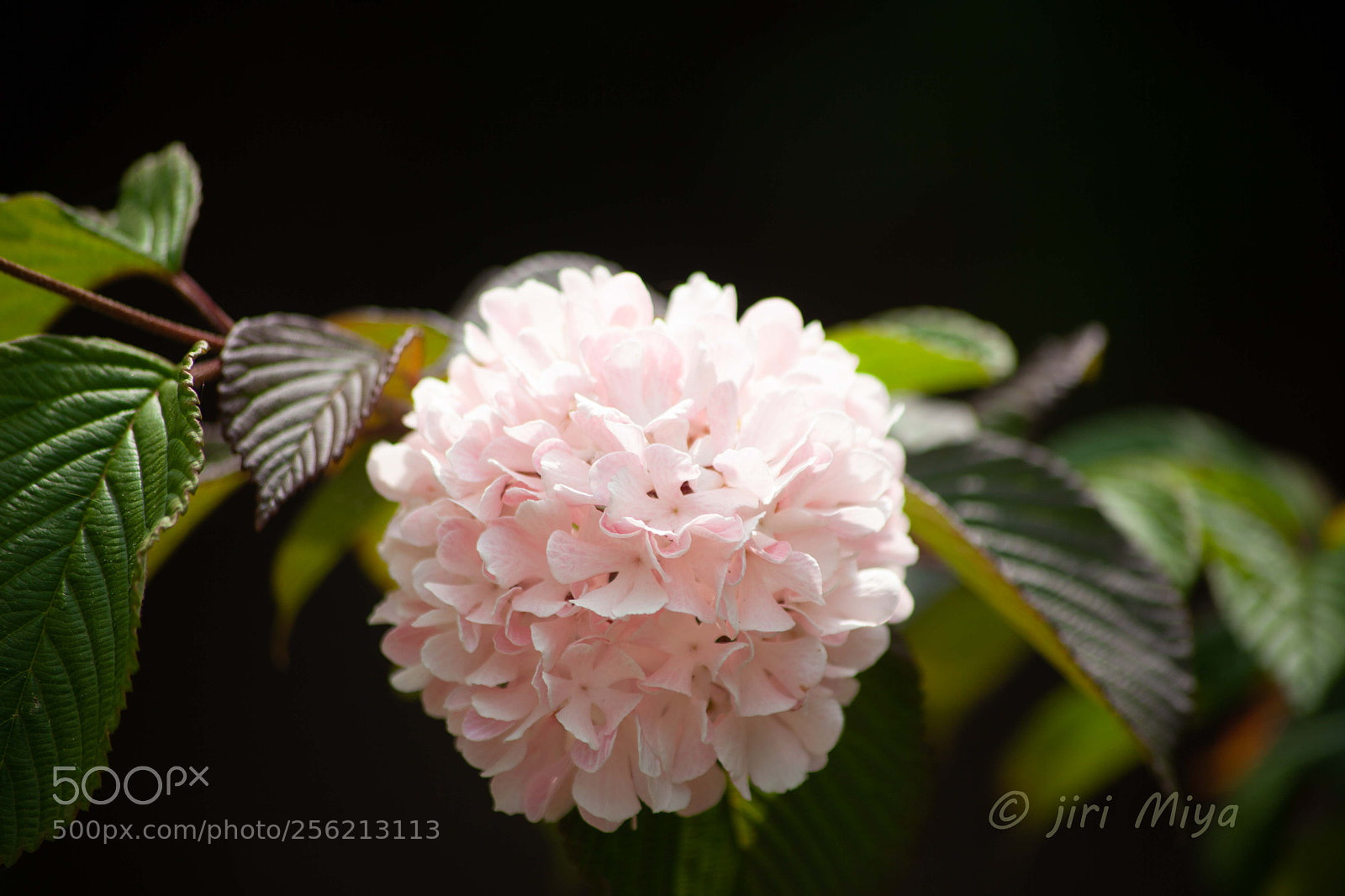 Canon EOS 5D Mark II sample photo. Tenderness photography