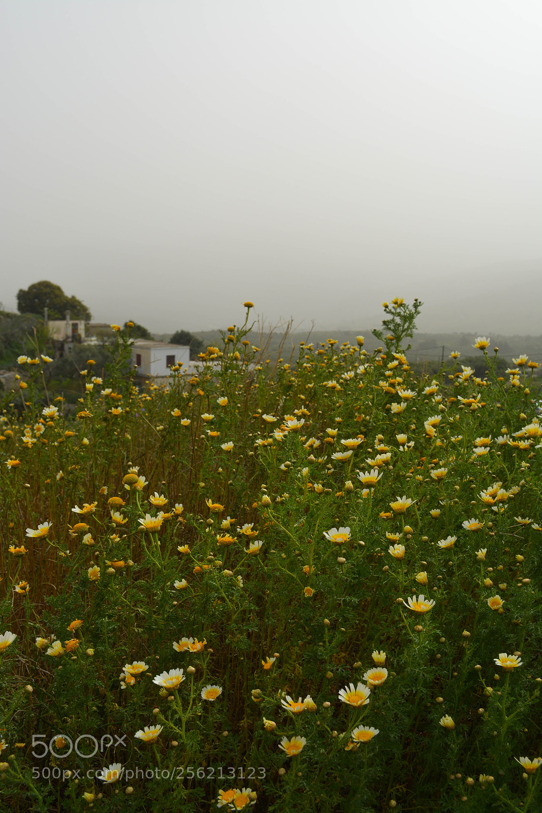 Nikon D7100 sample photo. Field photography