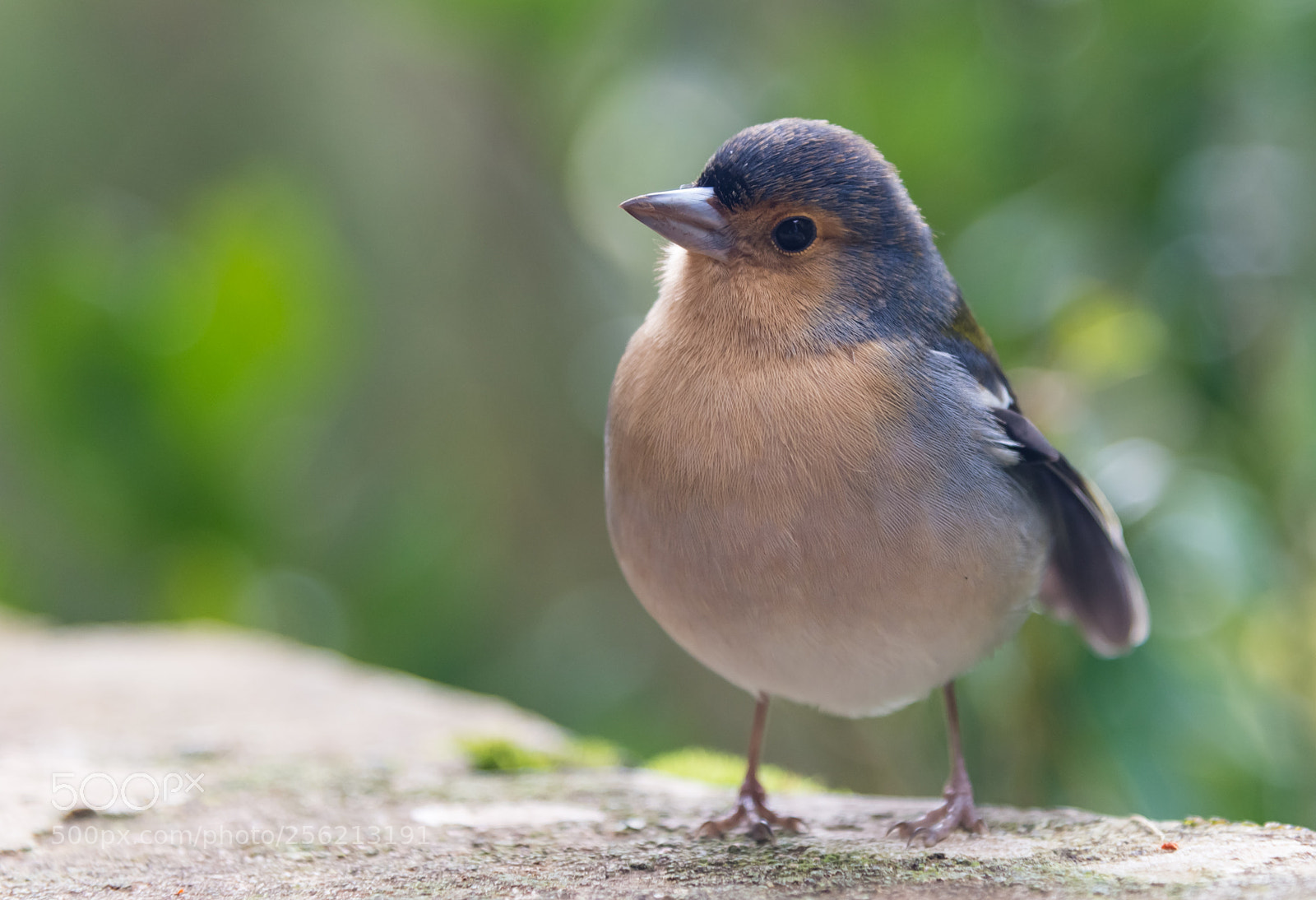 Nikon D610 sample photo. Curious bird photography