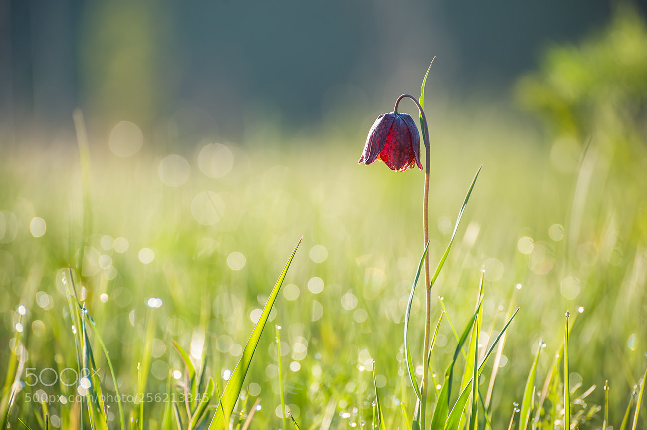 Nikon D700 sample photo. In the spring dew photography