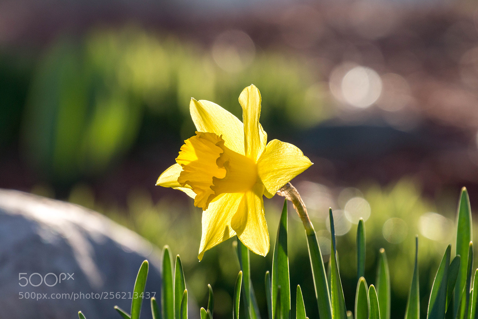 Canon EOS 70D sample photo. Blooming photography