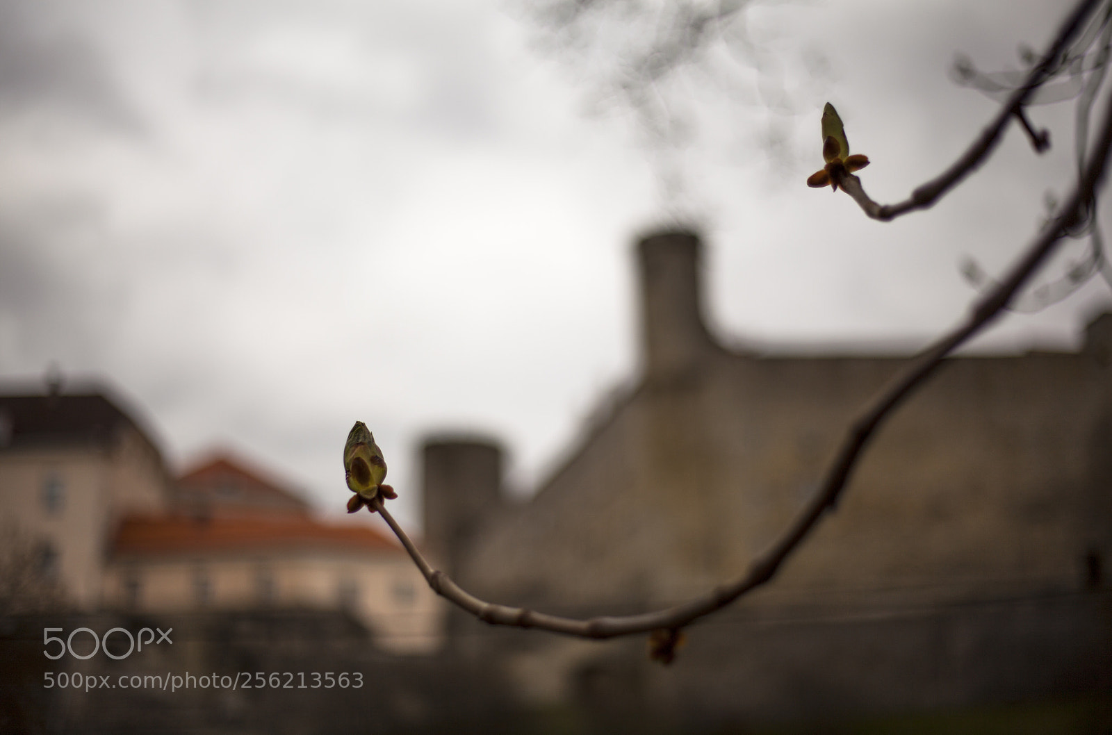 Canon EOS 5D Mark II sample photo. Chestnut photography