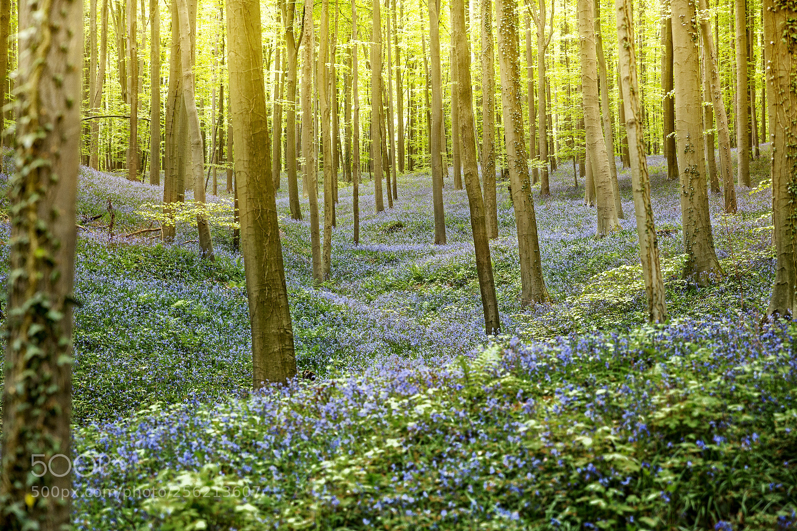 Canon EOS 6D sample photo. Hallerbos photography