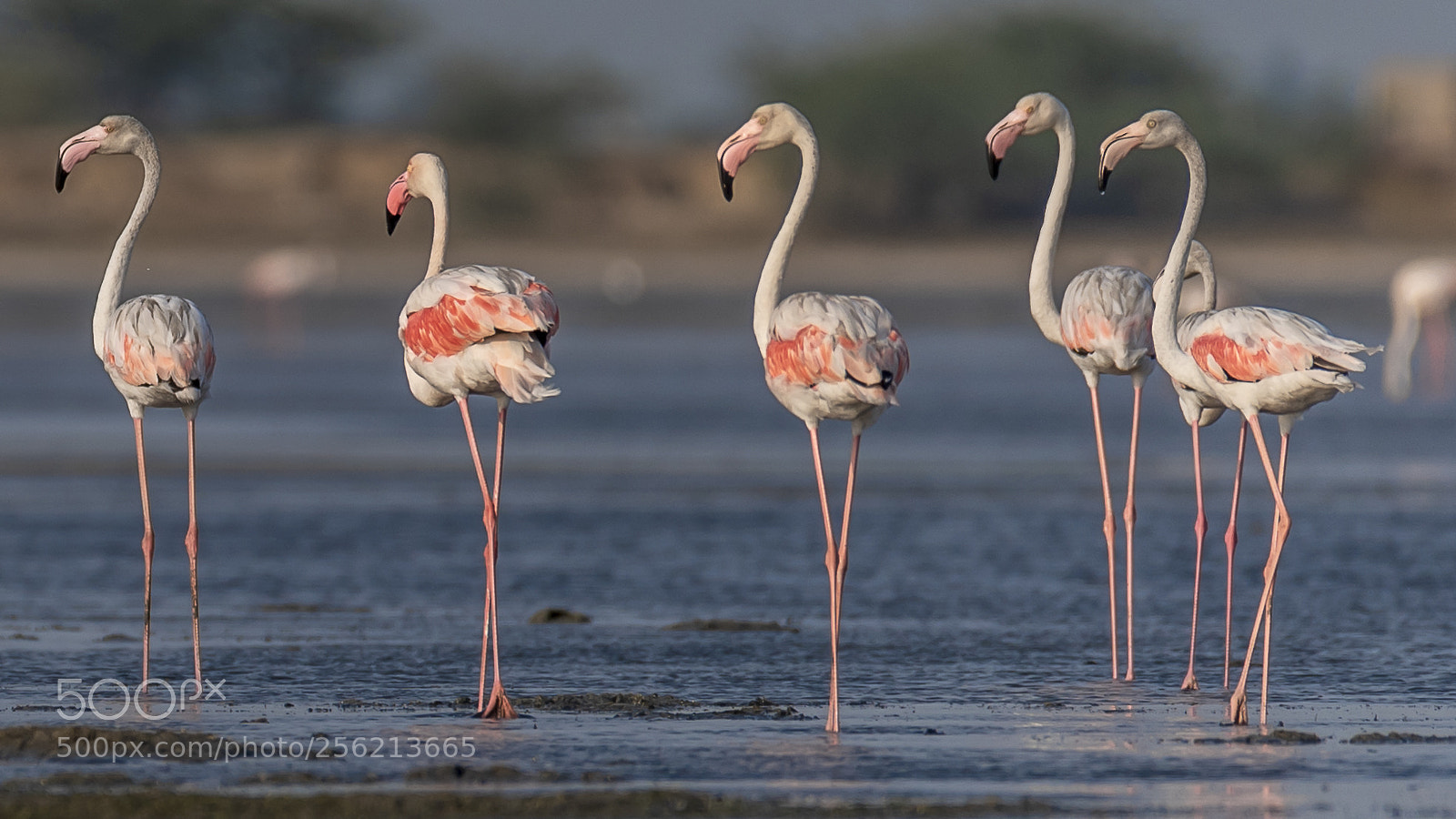 Nikon D750 sample photo. Flamingo photography
