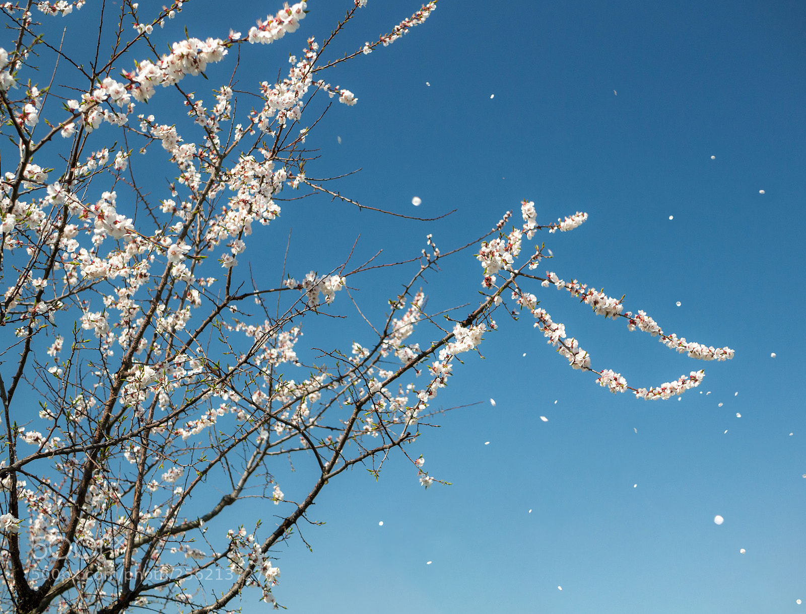 Panasonic Lumix DMC-G3 sample photo. Blooming apricot photography