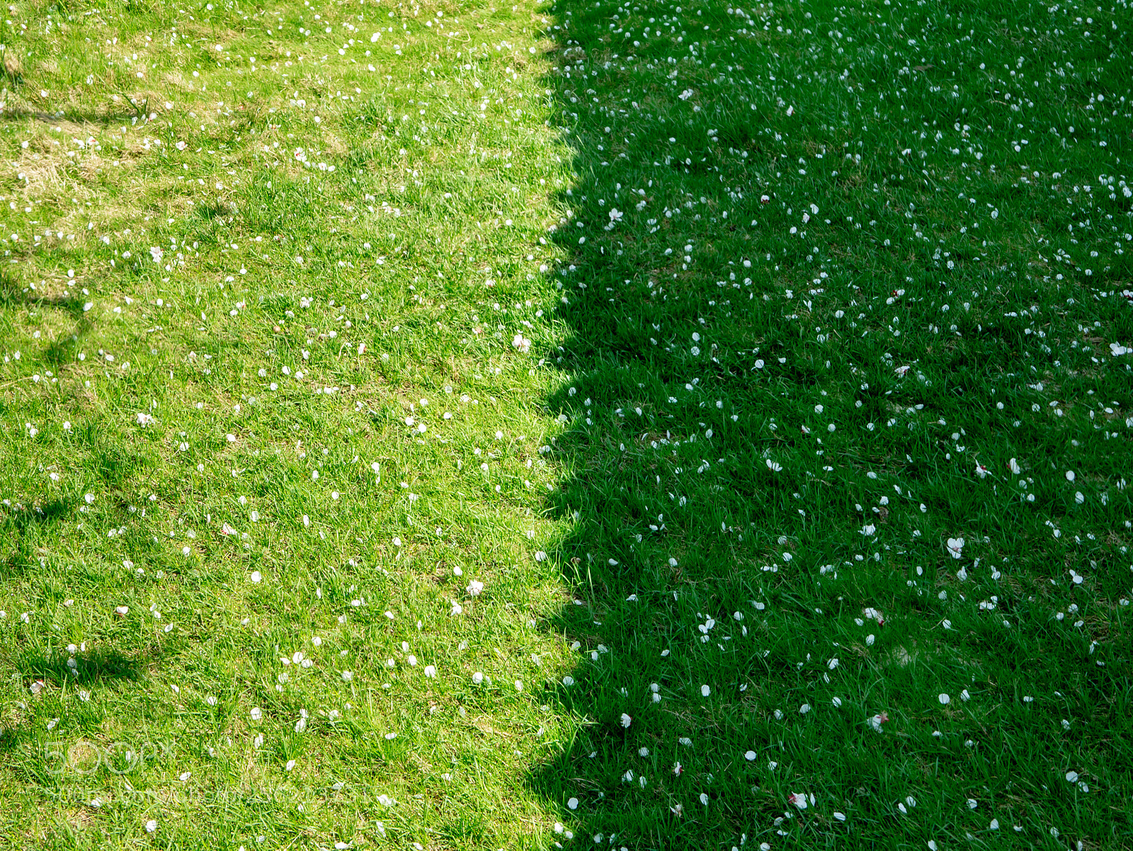 Panasonic Lumix DMC-G3 sample photo. Two sides of green photography