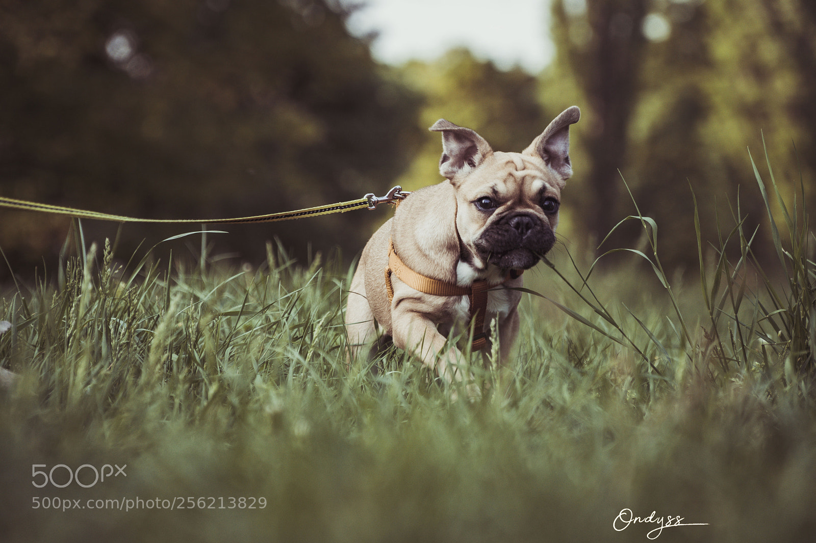 Sony a6300 sample photo. Abbie photography