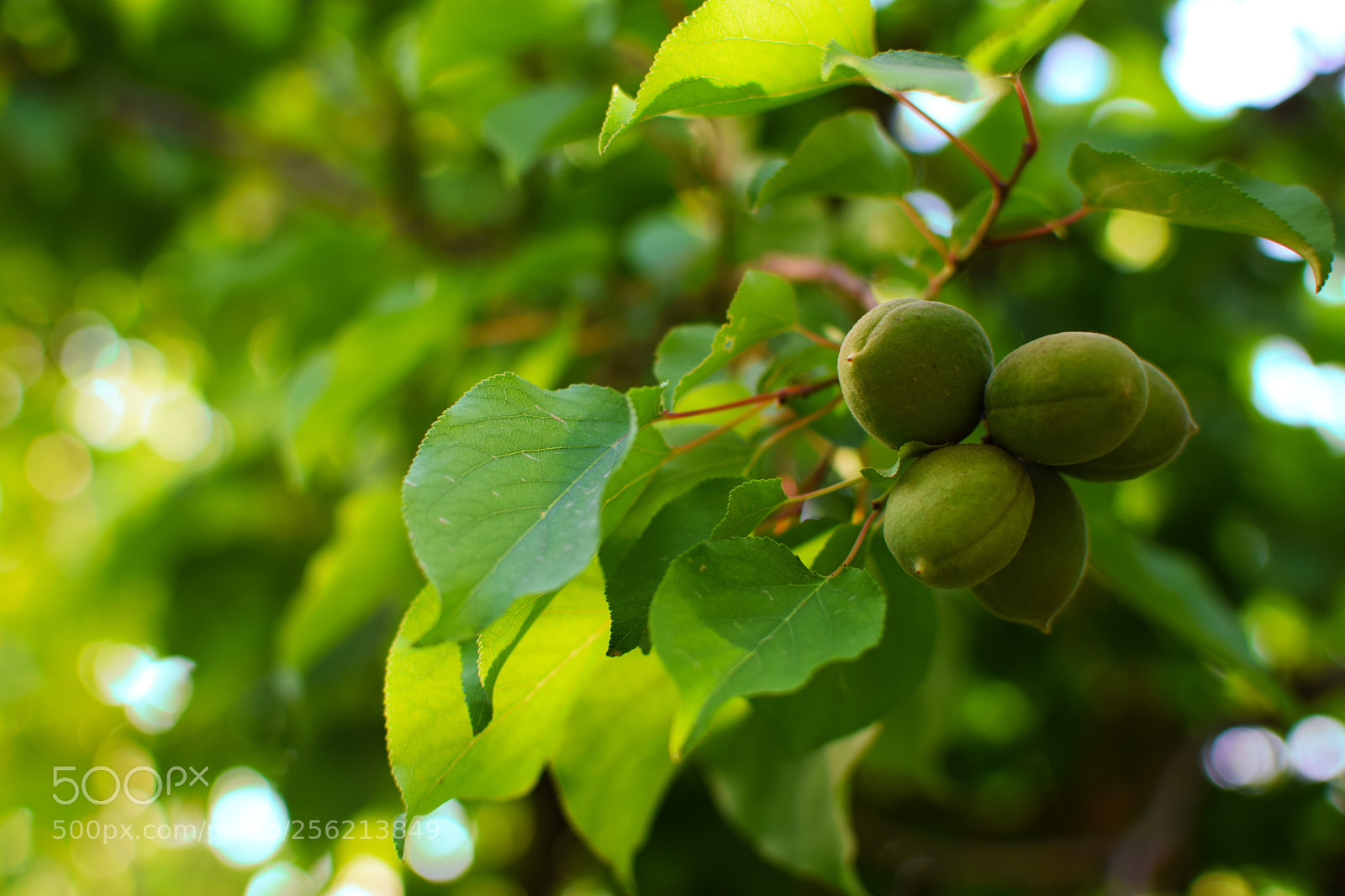 Nikon D5300 sample photo. چغاله - اخکوک photography