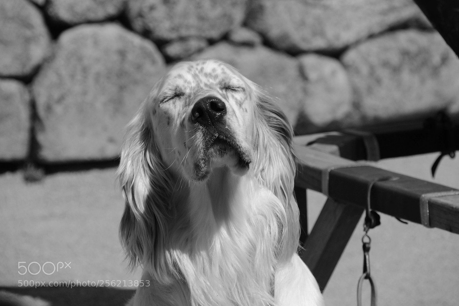 Nikon D3100 sample photo. Moment of sweetness photography