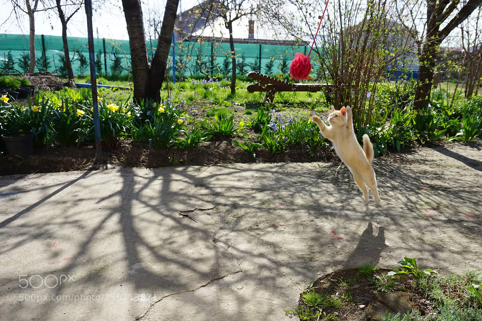 Sony a6000 sample photo. Playfull cat photography
