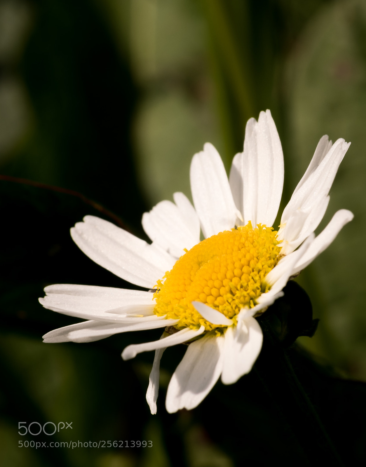 Fujifilm X-T2 sample photo. Marguerite photography
