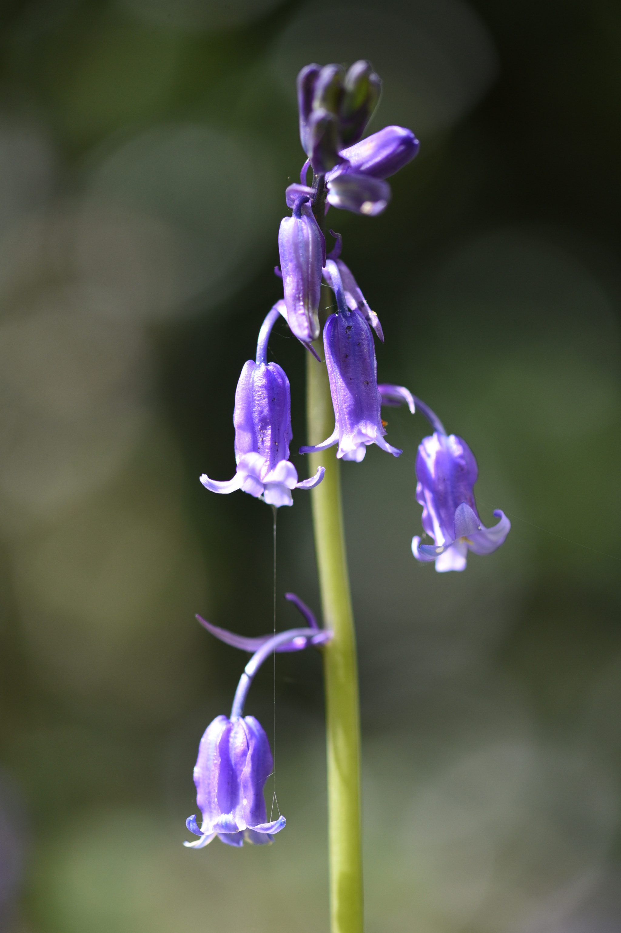 Sigma 105mm F2.8 EX DG OS HSM sample photo. Bluebells 2 photography
