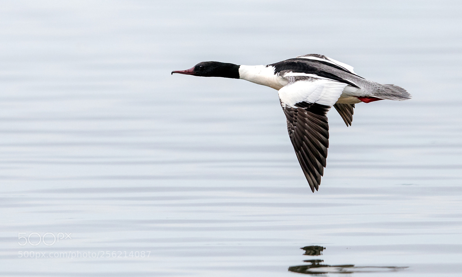 Canon EOS 5D Mark IV sample photo. Goosander photography