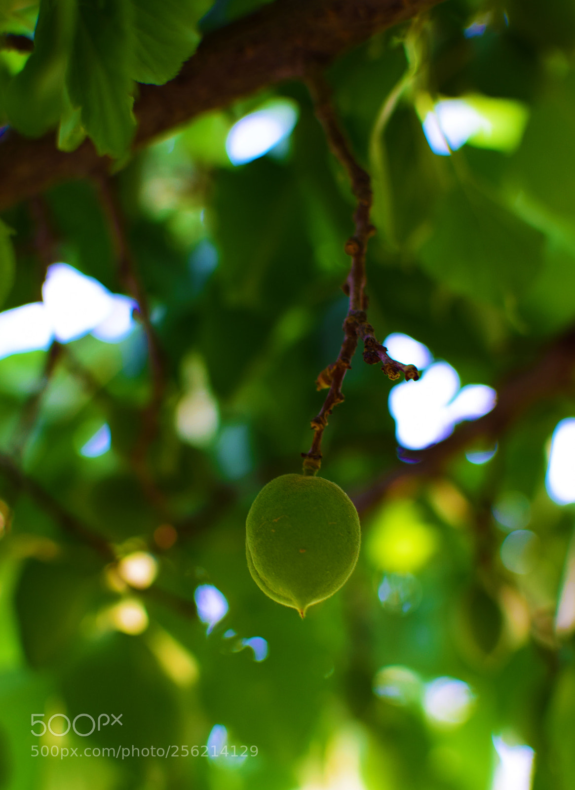 Nikon D5300 sample photo. چغاله - اخکوک photography