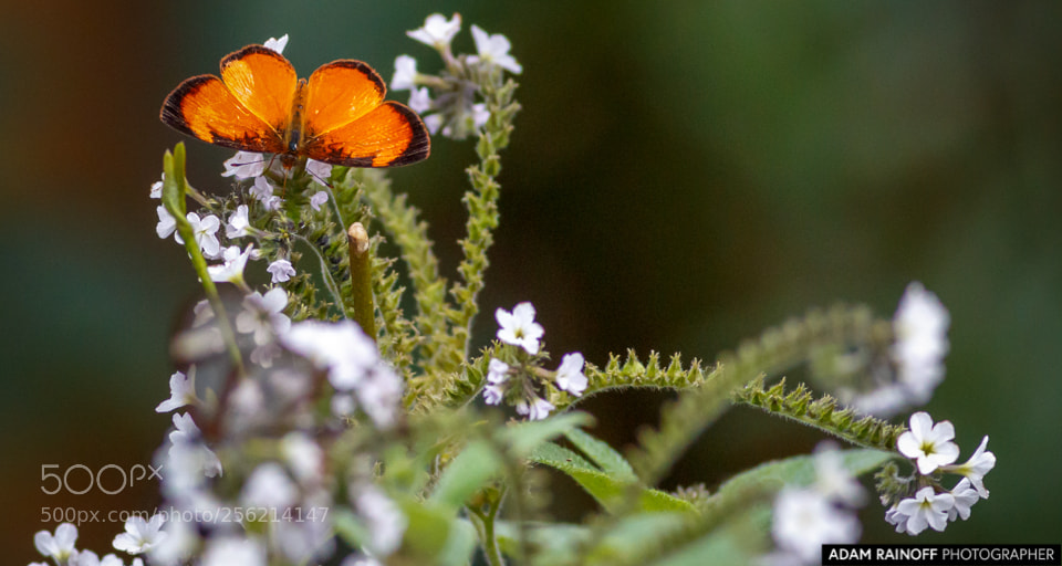 Canon EOS 70D sample photo. Black-bordered tegosa recinto del photography