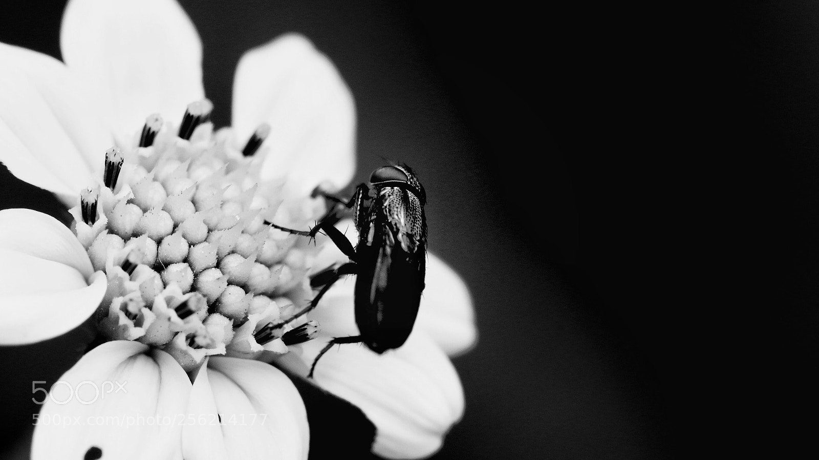 Canon EOS 70D sample photo. Insect show riot #5 photography