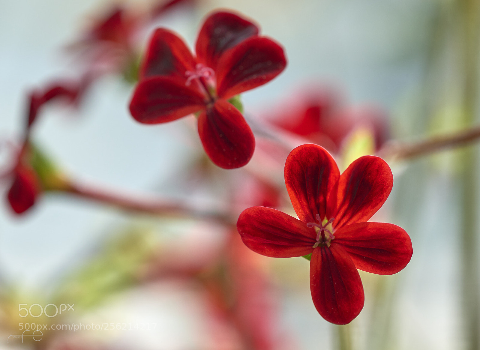 Nikon D800 sample photo. Pelargonium photography