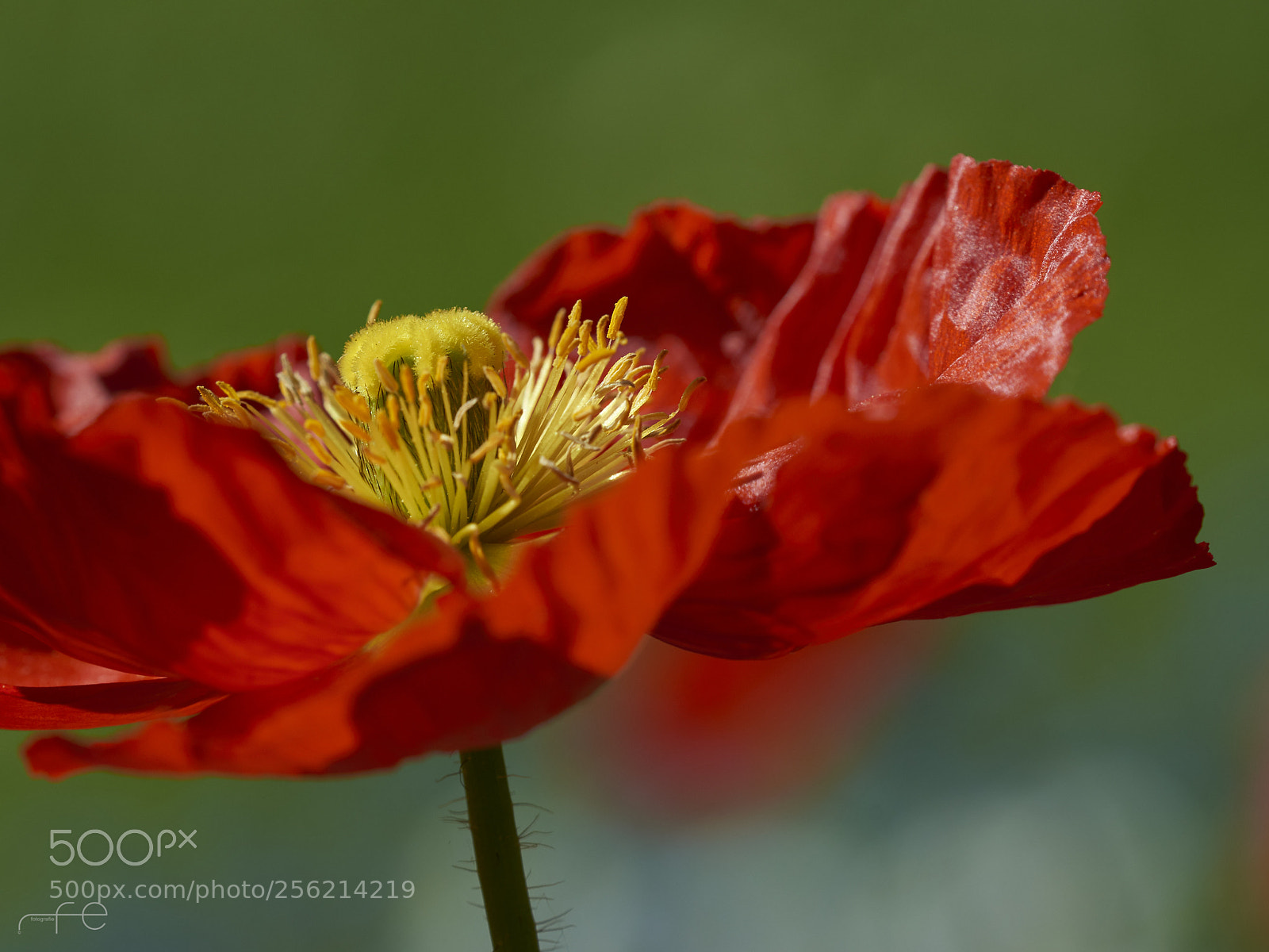 Nikon D800 sample photo. Red poppy photography