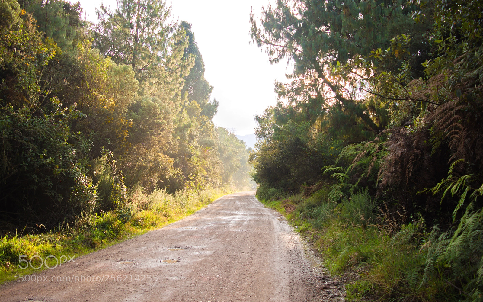 Nikon D5200 sample photo. Nature photography
