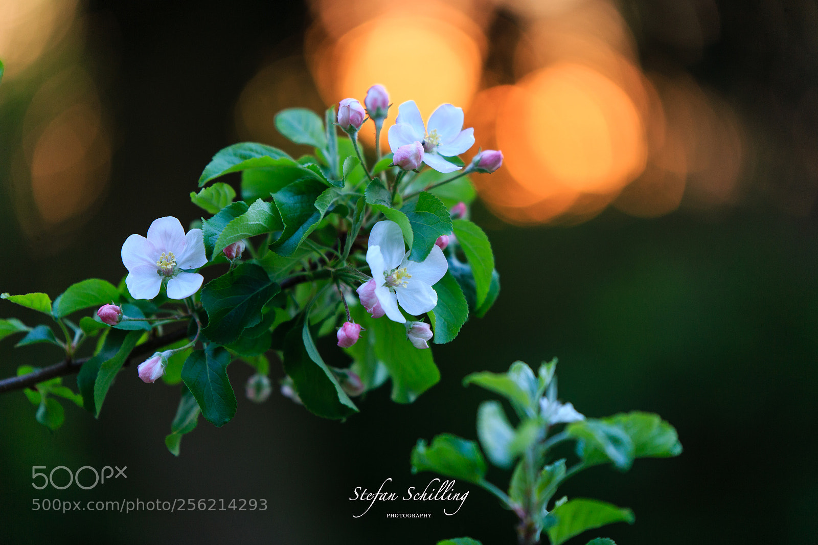 Canon EOS 6D sample photo. Zuhause april photography