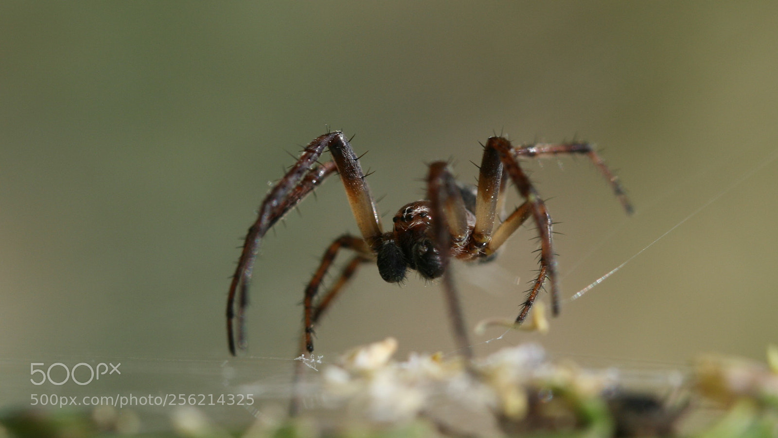 Canon EOS 400D (EOS Digital Rebel XTi / EOS Kiss Digital X) sample photo. Spider photography