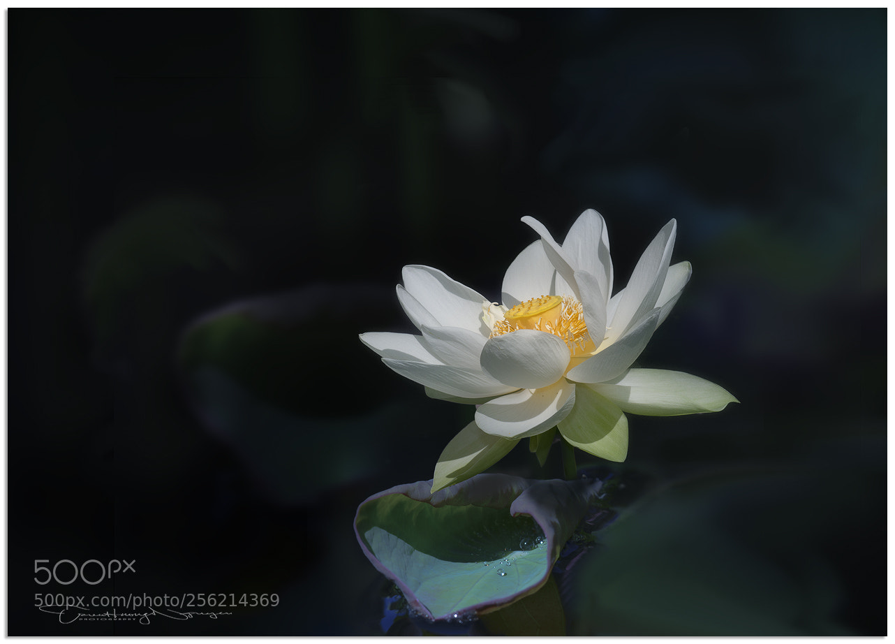 Nikon D300 sample photo. Lotus photography