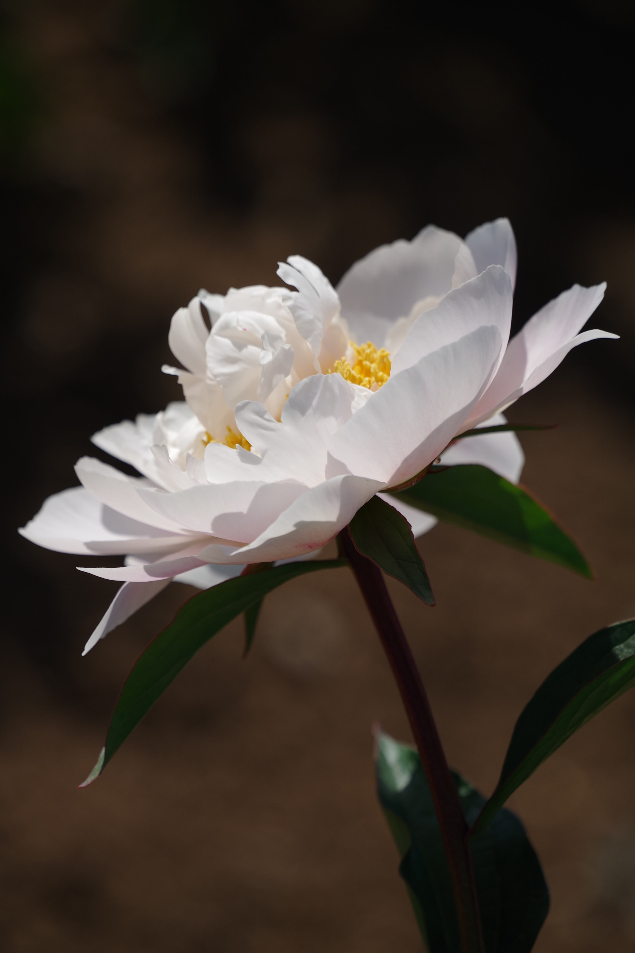 Pentax K-S2 sample photo. Chinese peony 2018 #7 photography
