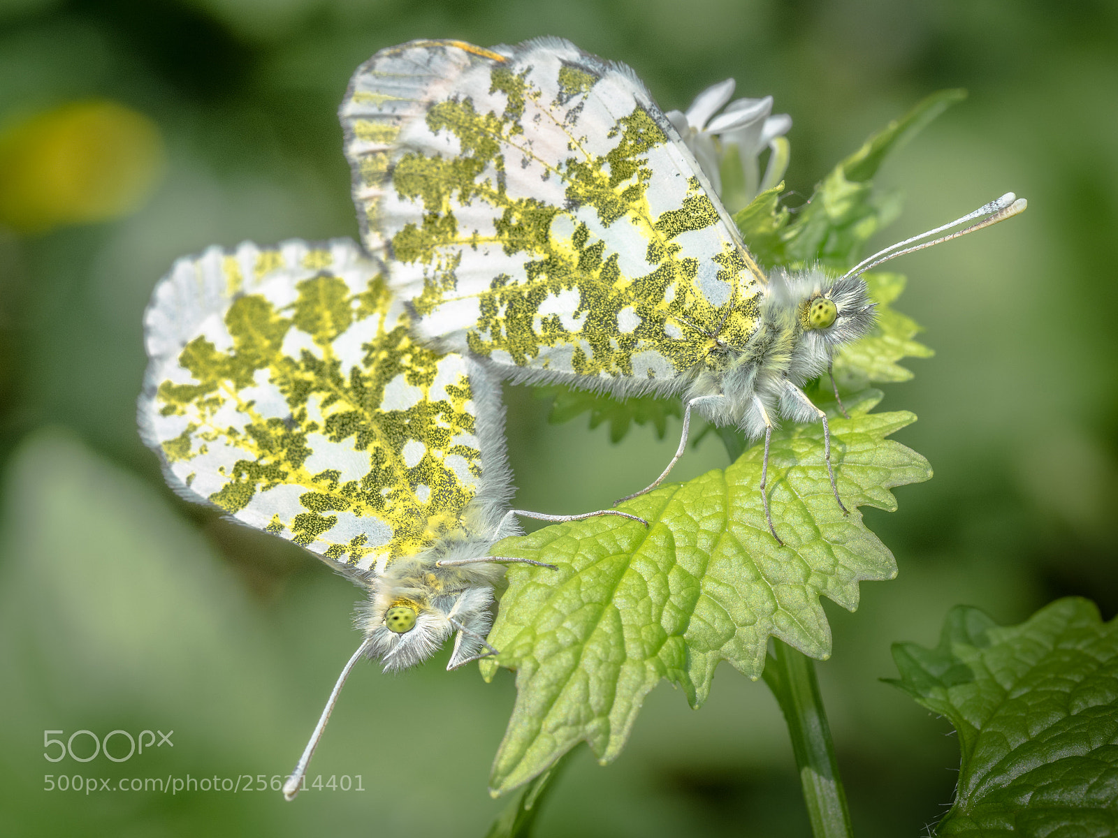Olympus OM-D E-M1 sample photo. Butterfly mirror photography