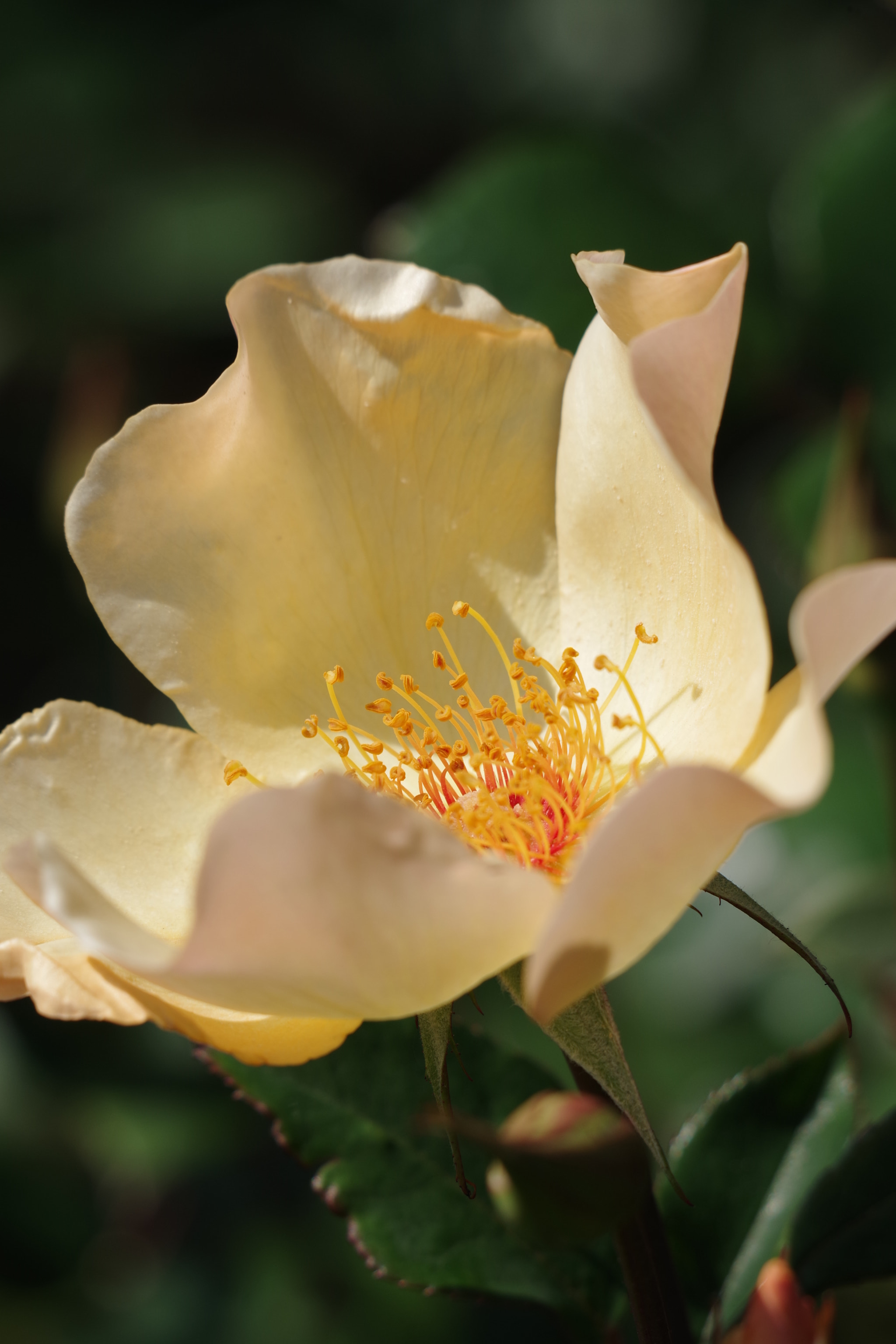 Pentax K-S2 sample photo. Rose 2018 #1 photography