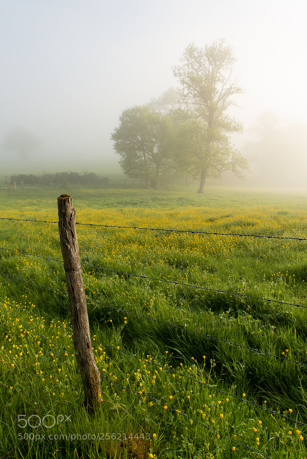 Nikon D800 sample photo. Clôture de brume photography