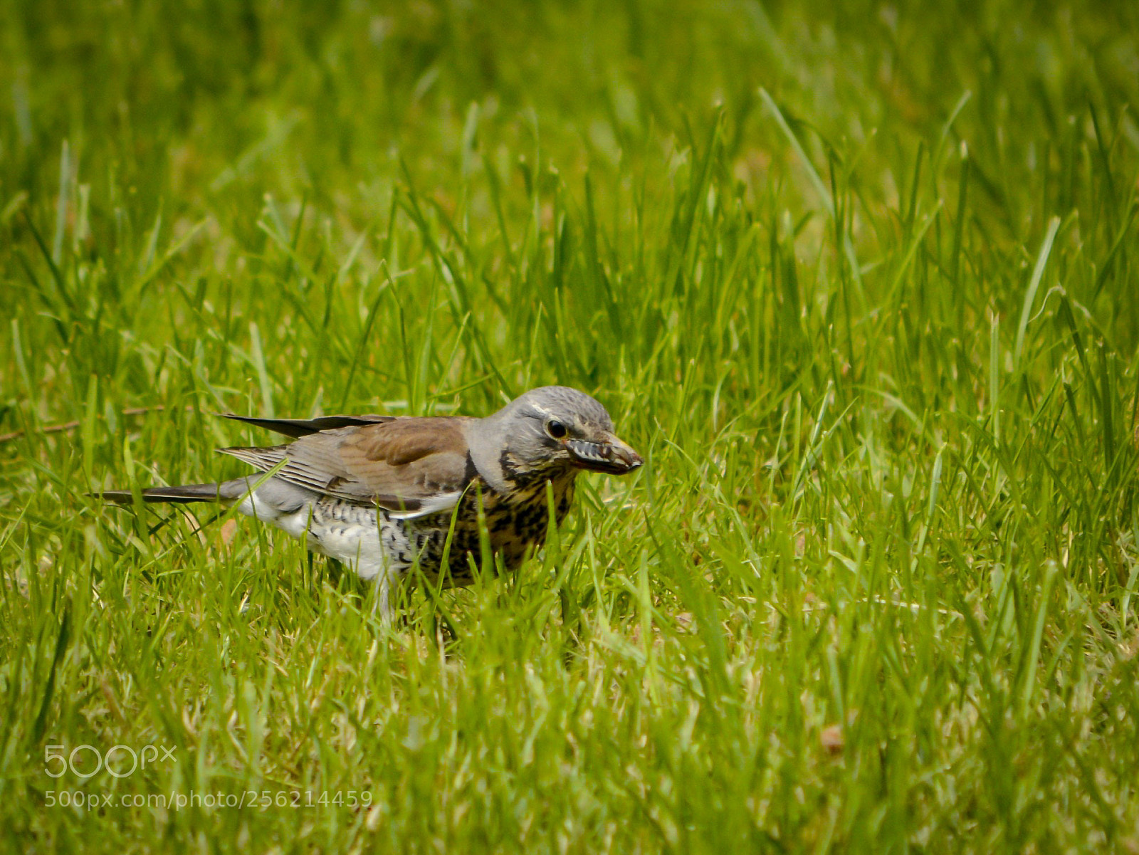 Nikon D7100 sample photo. Auf der jagt photography