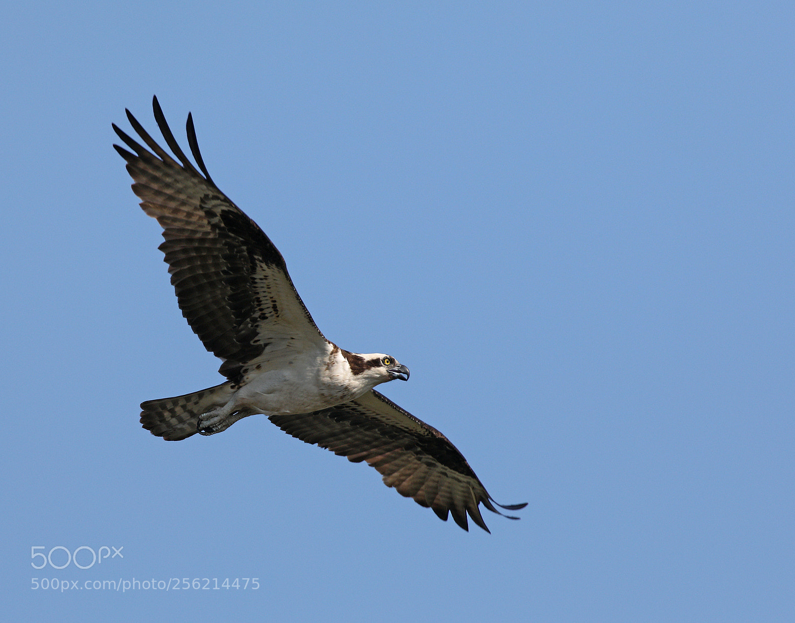 Canon EOS 5D Mark IV sample photo. Osprey pass photography