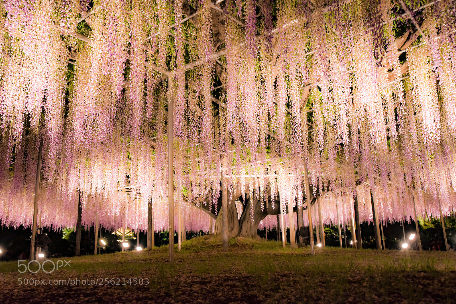 Nikon D750 sample photo. Flower of fuji photography
