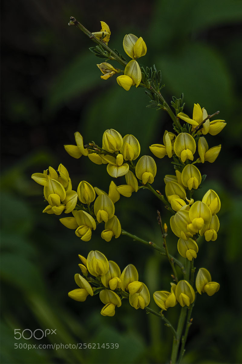 Sony a6300 sample photo. Blüten 020518-008 photography