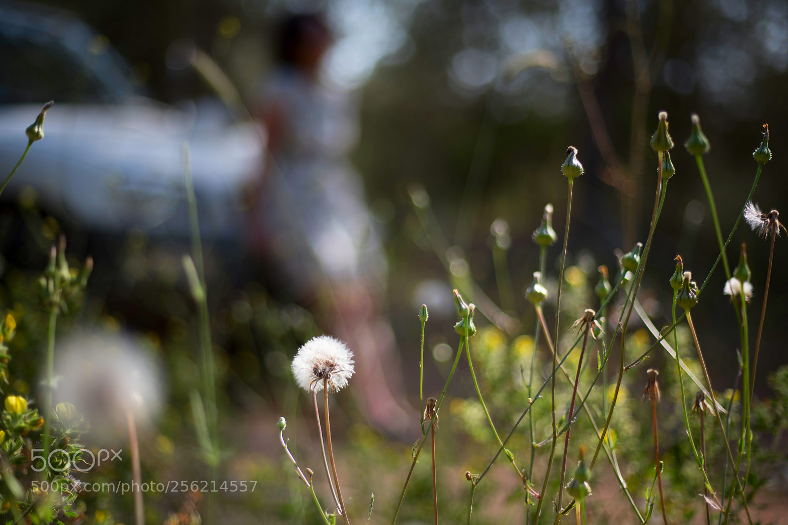 Nikon D750 sample photo. Priorities photography