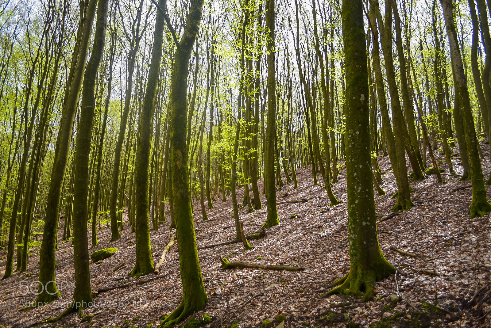 Nikon D750 sample photo. Söder5 photography