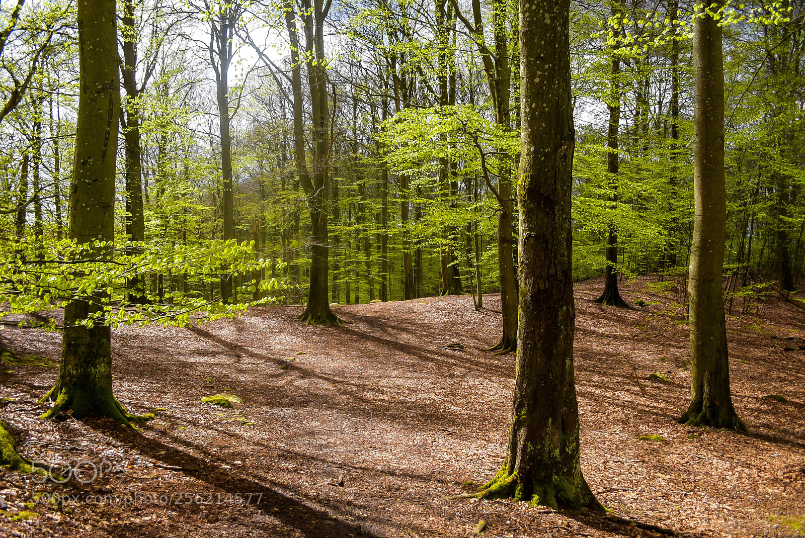 Nikon D750 sample photo. Söder4 photography