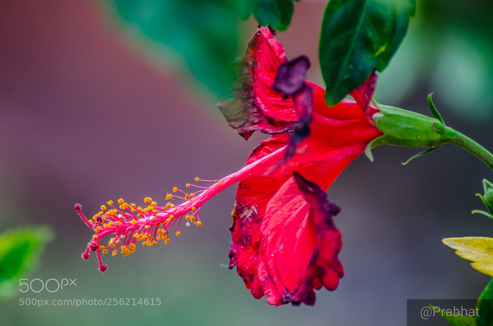 Nikon D7000 sample photo. Hibiscus flower photography