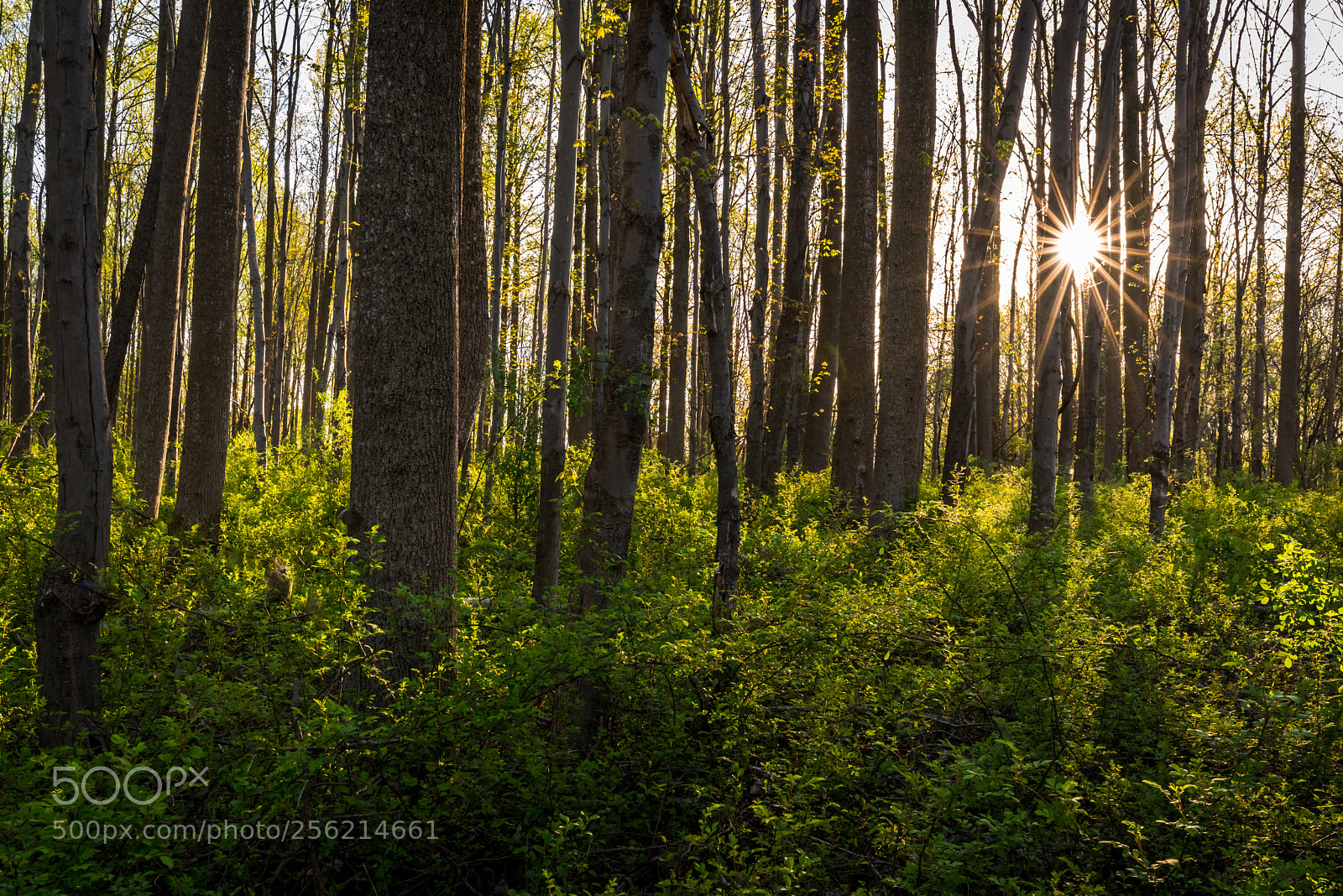 Sony a7R II sample photo. Untitled photography