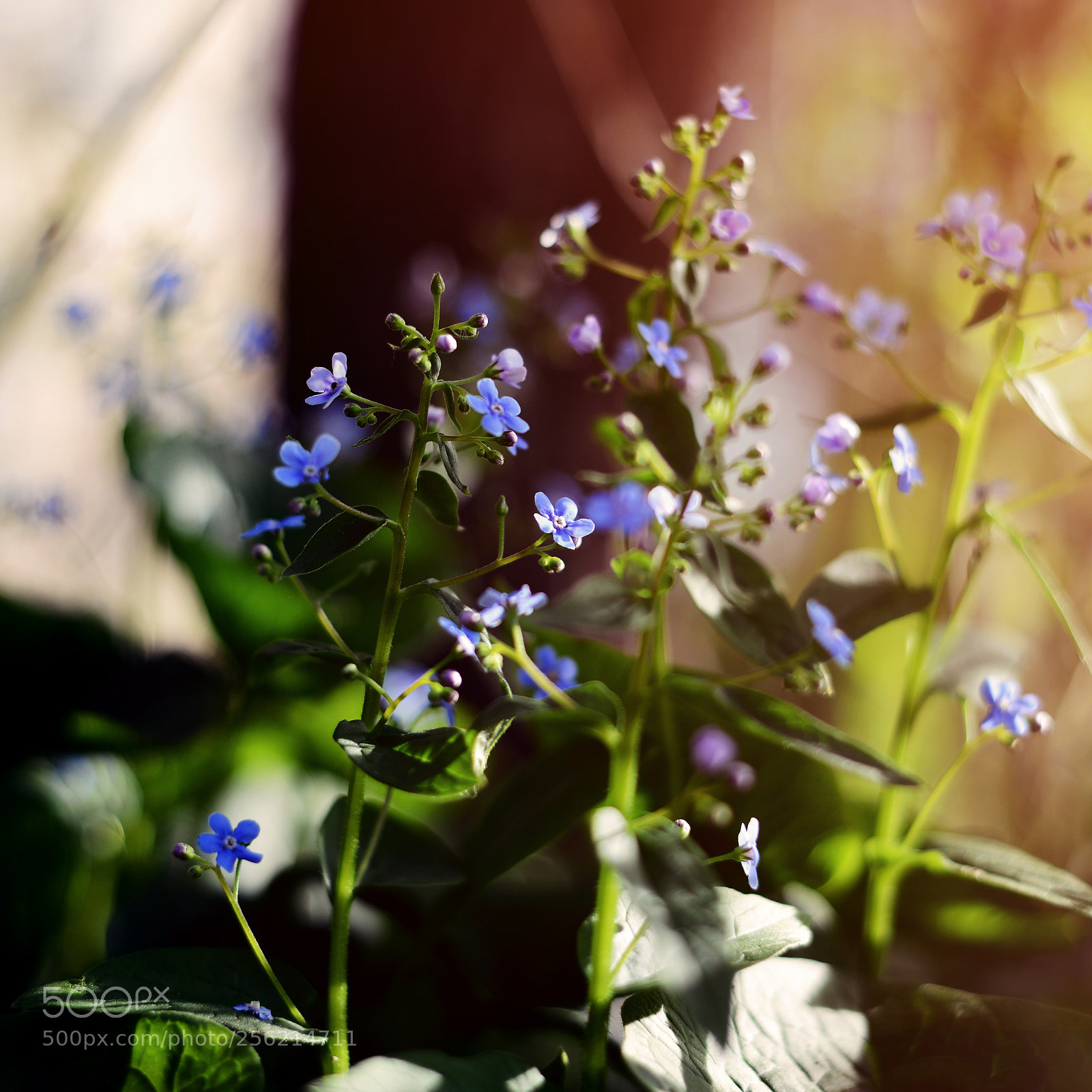 Nikon D800E sample photo. Blue flowers photography