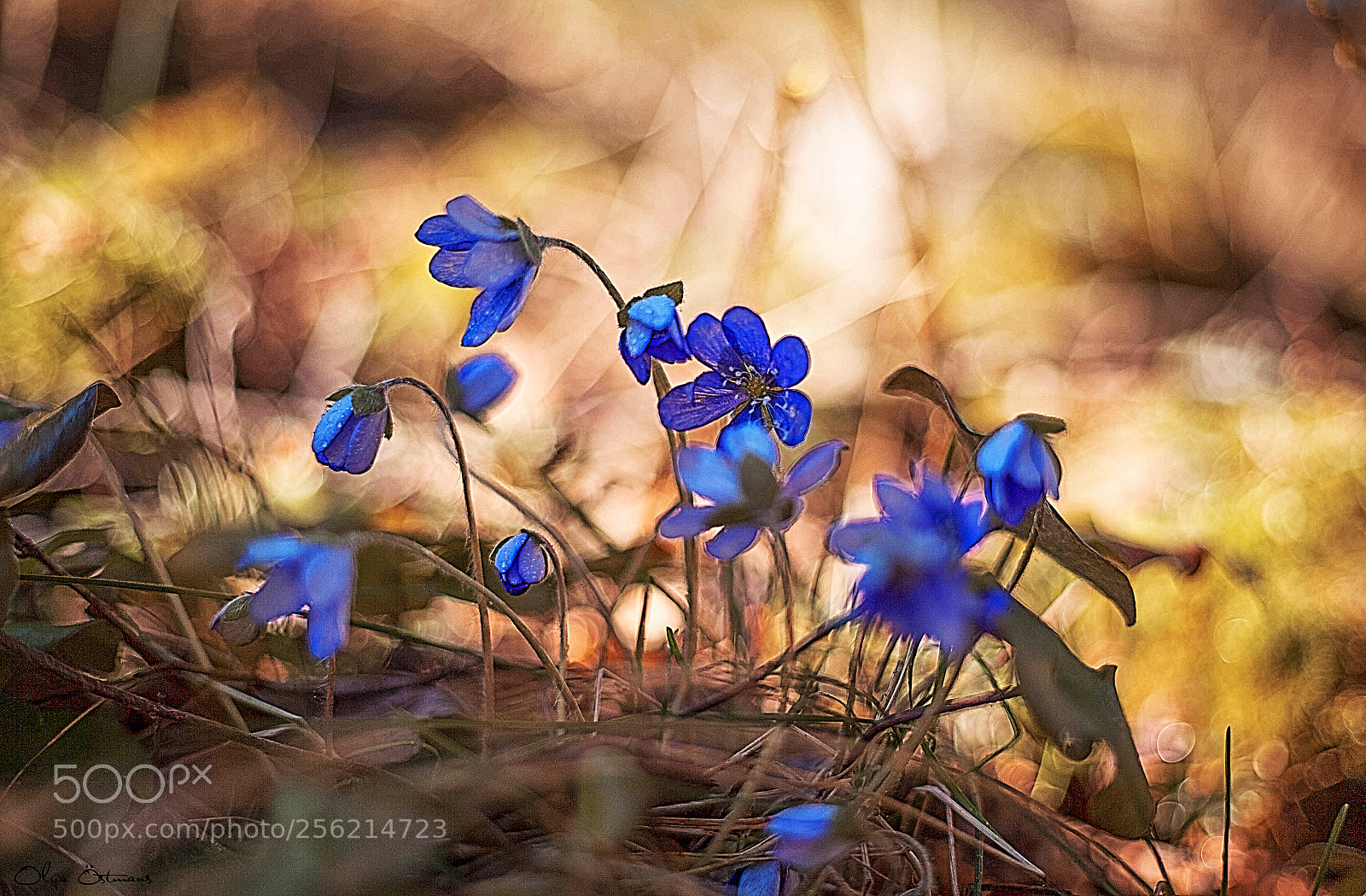 Canon EOS 5D Mark II sample photo. It`s spring! photography